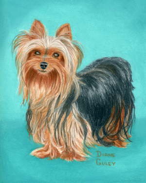 Bonnie (Yorkie) in Soft Pastel December 2004