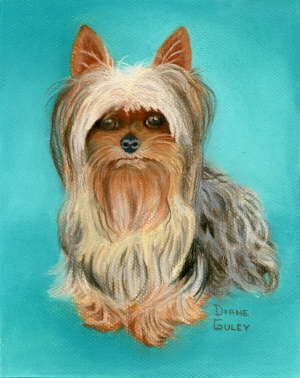 Chester (Yorkie)  in Soft Pastel December 2004