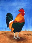 Banty Rooster in Watercolor April 2013